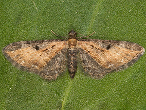 Eupithecia carneata