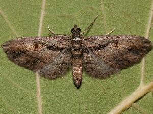 Eupithecia classicata