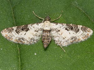 Eupithecia gypsata