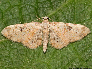 Eupithecia albida