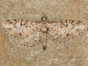 Eupithecia albida