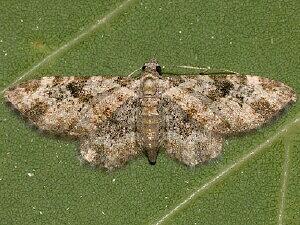 Eupithecia neremorata