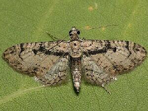 Eupithecia desperata