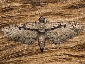 Eupithecia desperata