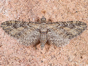 Eupithecia mellisa