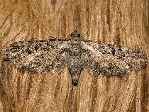 Eupithecia insipidata