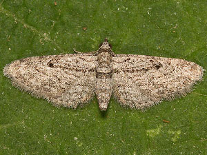 Eupithecia opinata