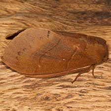 Quadrina diazoma