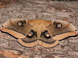 Antheraea oculea