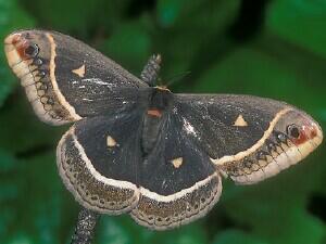 Eupackardia calleta