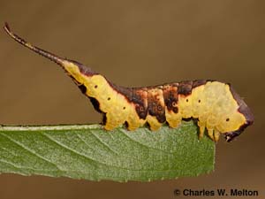 Furcula scolopendrina