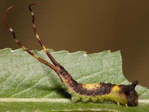 Furcula scolopendrina