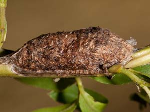 Furcula scolopendrina