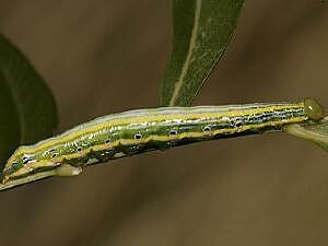 Elasmia packardii