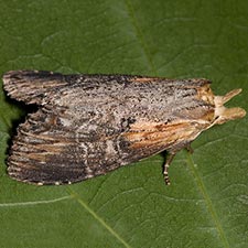 Dasylophia melanopa