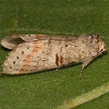 Scevesia angustiora