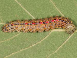 Scevesia angustiora