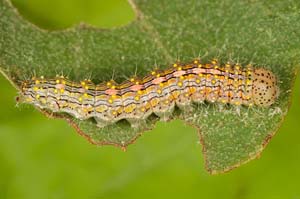 Scevesia angustiora