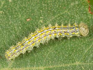 Scevesia angustiora