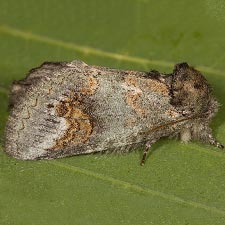 Rifargia occiclina