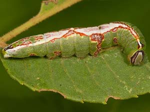 Cecrita incongrua