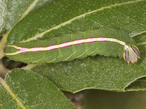 Macrurocampa ruficornis