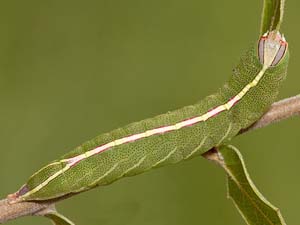 Macrurocampa ruficornis