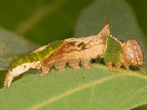 Ianassa perangulata