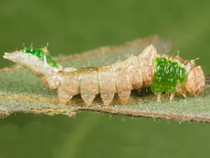 Ianassa perangulata