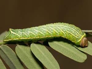 Pseudhapigia brunnea