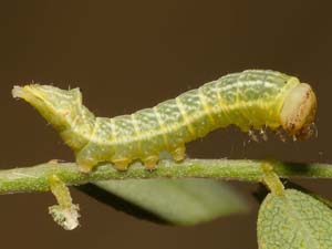 Pseudhapigia brunnea