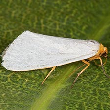 Agylla septentrionalis