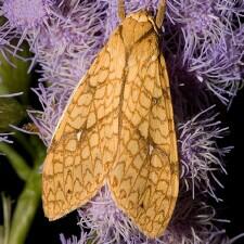 Lophocampa annulosa