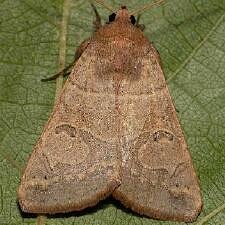 Cissusa sp.