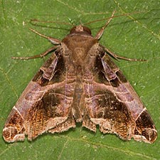 Calyptis idonea