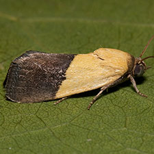 Ponometia bicolorata