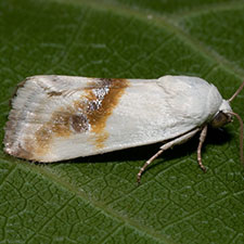 Ponometia virginalis