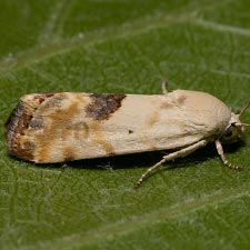 Ponometia libedis