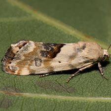 Ponometia libedis