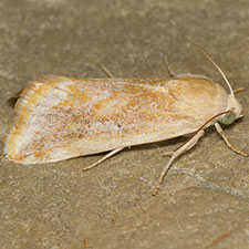 Ponometia mcdunnoughi