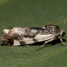 Tarache lanceolata