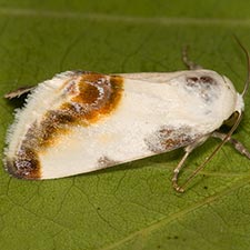 Acontia chea