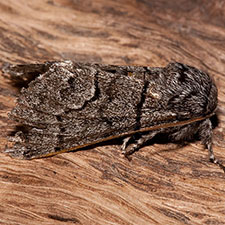 Panthea gigantea