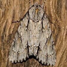 Acronicta thoracica