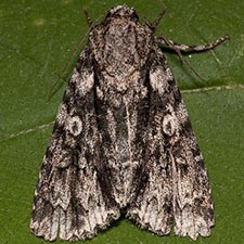 Acronicta liturata