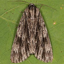 Acronicta edolata