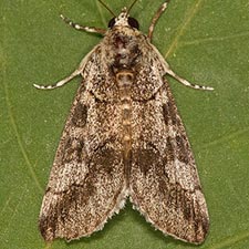 Neotuerta sabulosa