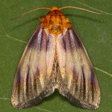 Eulithosia plesioglauca