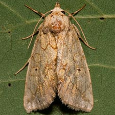 Basilodes straminea