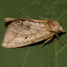 Basilodes straminea